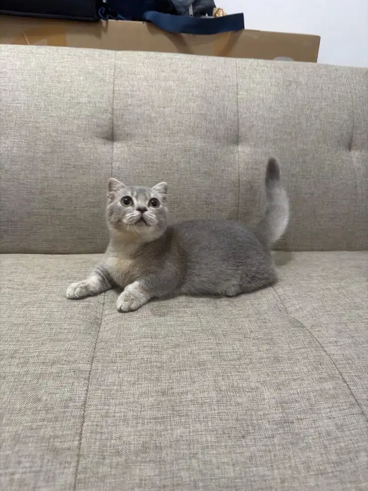 MUNCHKIN GAELIC JANTAN GOLDEN BLUE 4 bulan