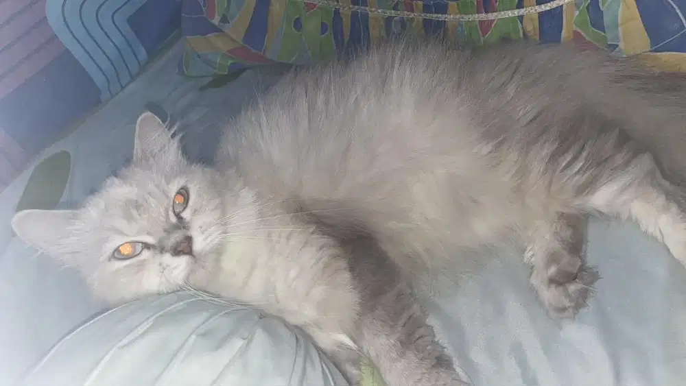 Open Adopt Kucing Persia Himalaya