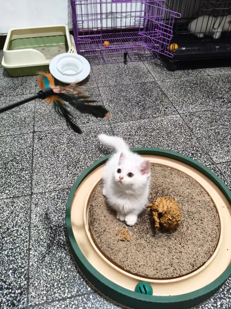 Kitten BSH Munchkin white solid BETINO