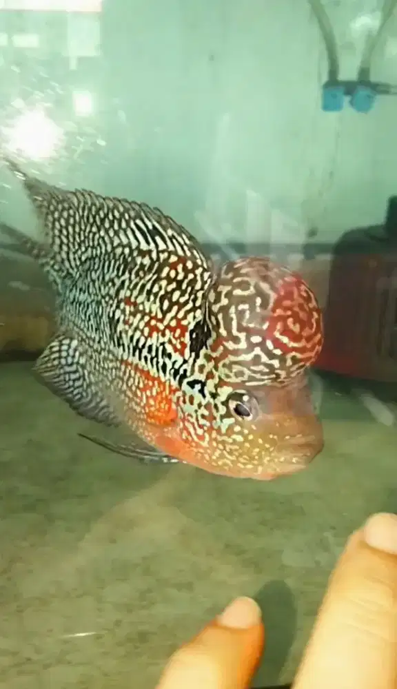 Louhan kamfa f3 mata putih