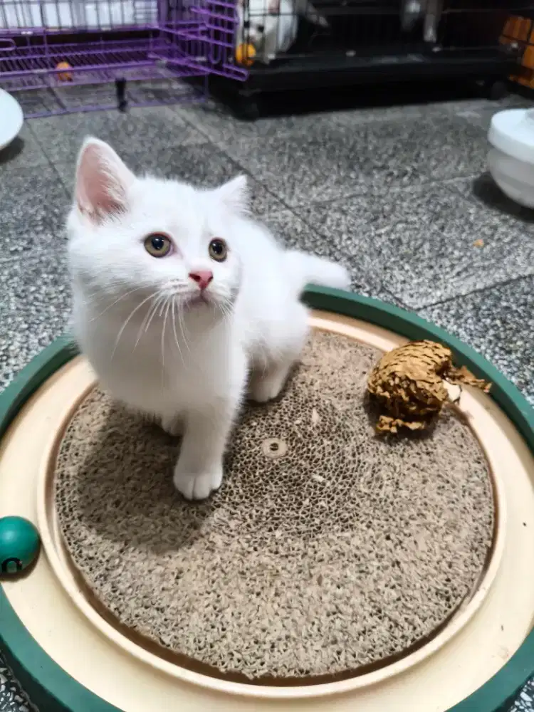 KITTEN BSH WHITE SOLID BETINA