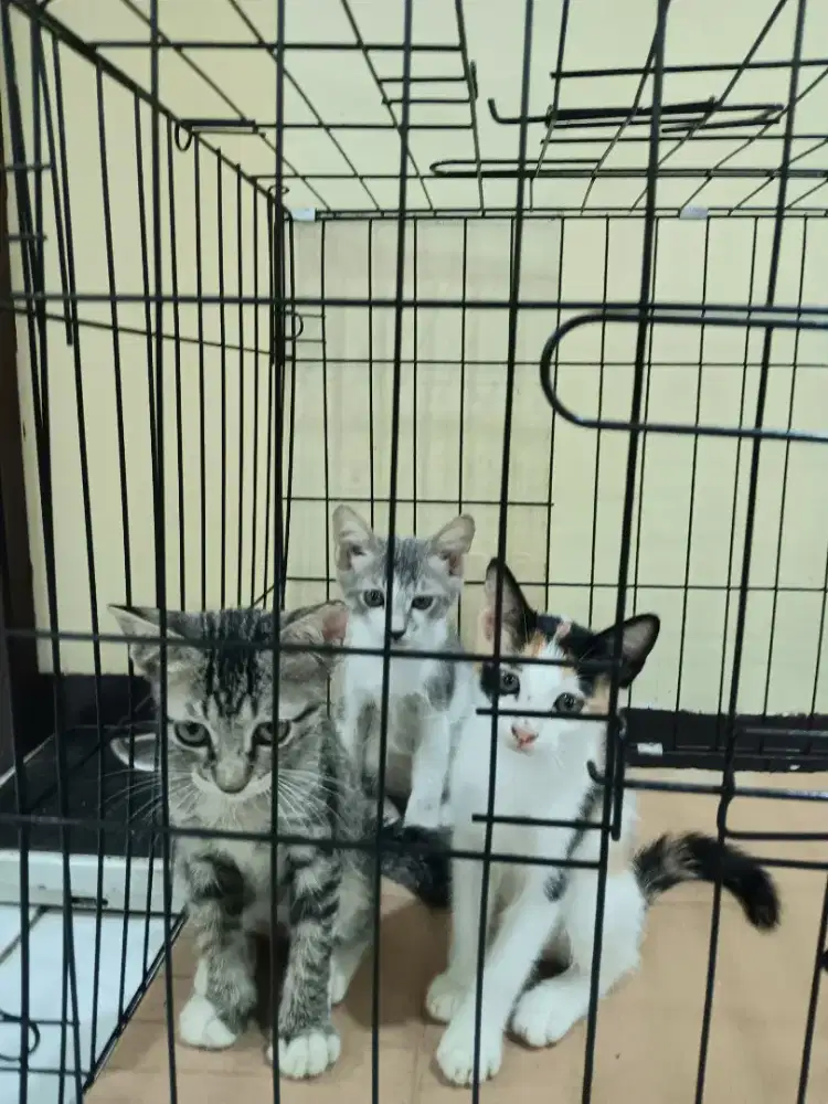 Anak Kucing Jantan dan Betina