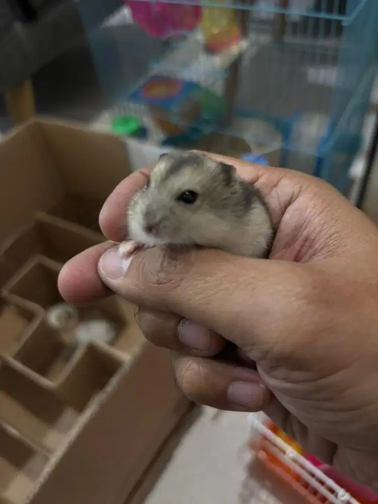 GRATIS HAMSTER WINTER WHITE UMUR 1 BULAN