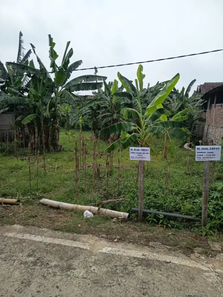 KEBUN LT 605 M2 DS CEPOKO PANEKAN MAGETAN JATIM