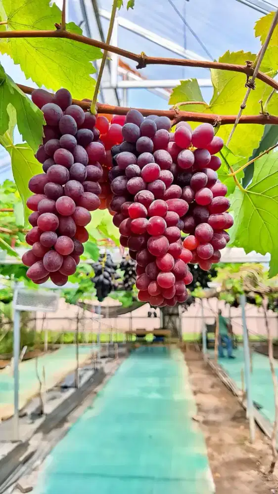 BIBIT ANGGUR IMPOR HIGH QUALITY