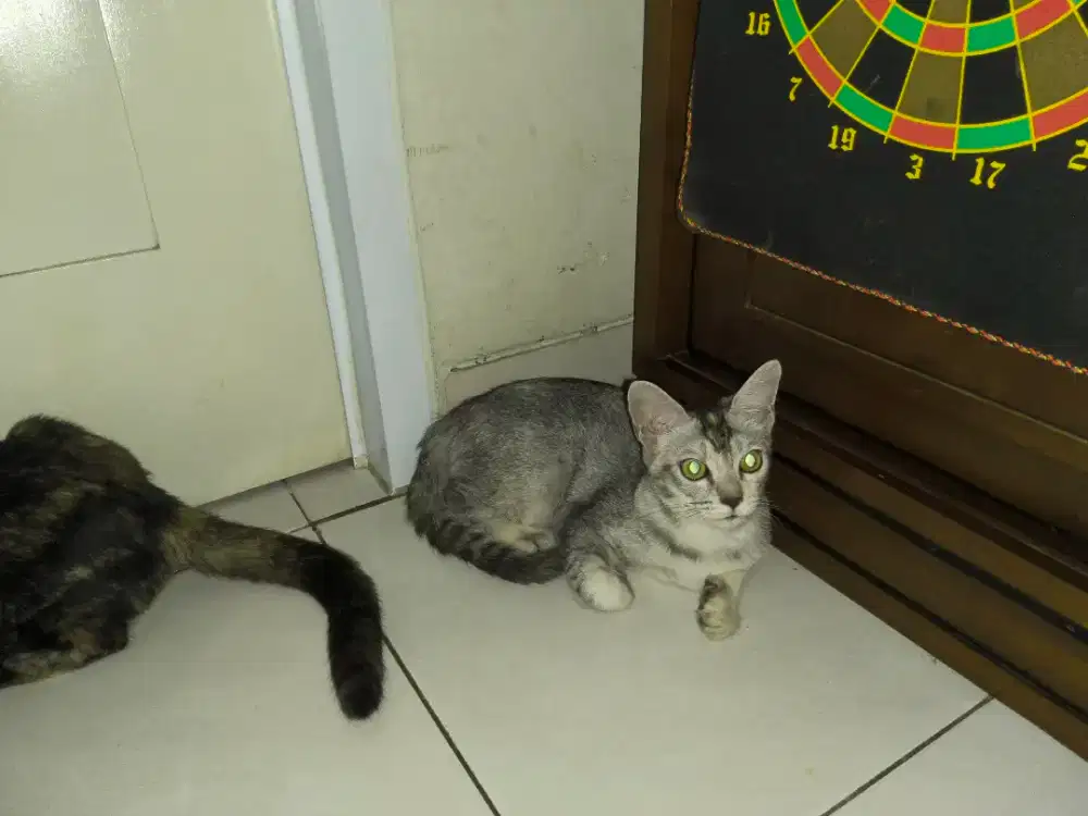 butuh art muslim yg menginap