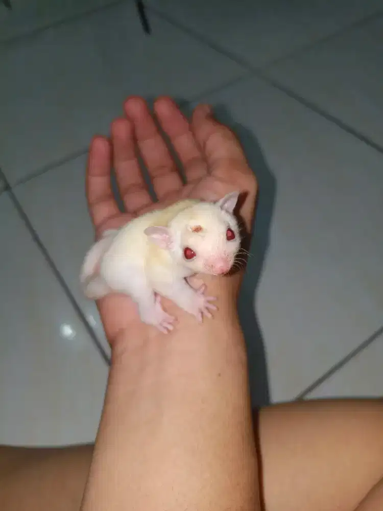 Sugar glider Albino betina