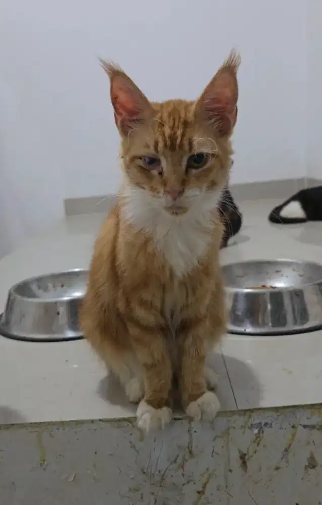 Maincoone pure jantan 10 bulan