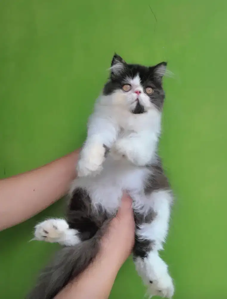 kucing peaknose #kitten lucu persia