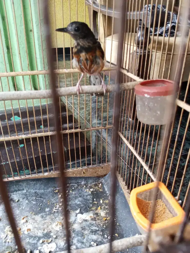Burung Murai Batu Medan Trotol Fix Jantan
