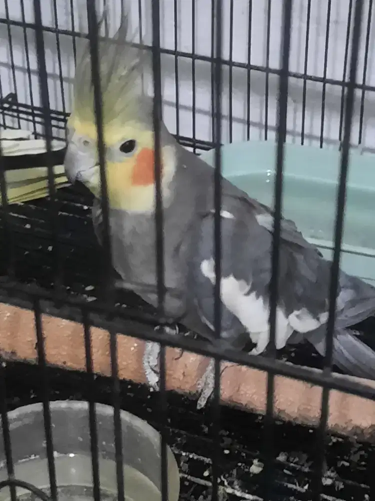 Cockatiel / Falk australia sepasang beserta kandang besar