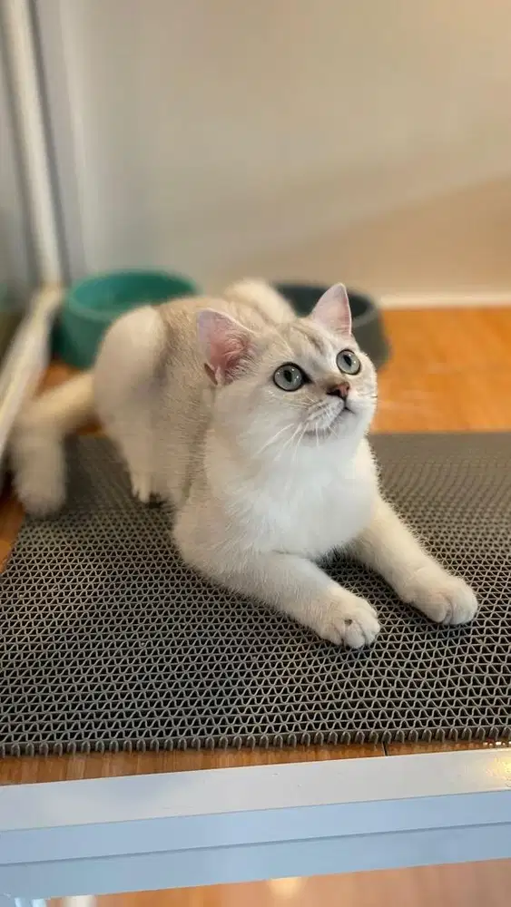 Bsh british shorthair silver