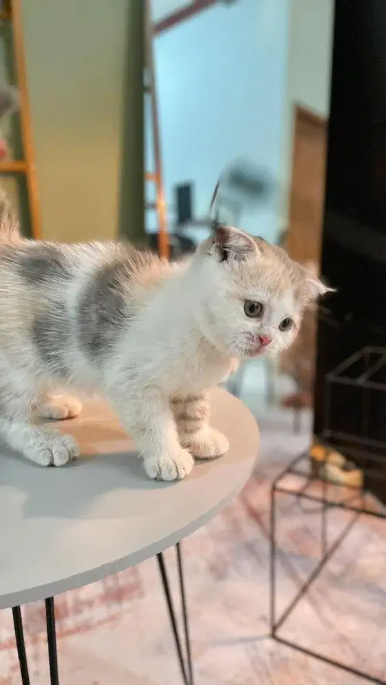 Bsh sf calico dilute