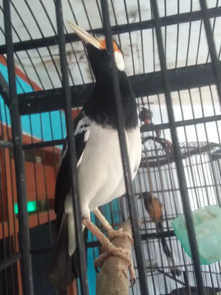 JALAK SUREN GACORRR MEWAH ANTI STRZ DAN ANTI PUNDUNG