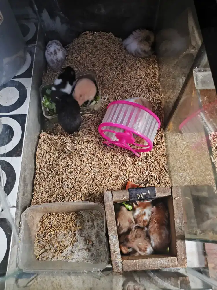 Hamster syrian indukan dan anakan