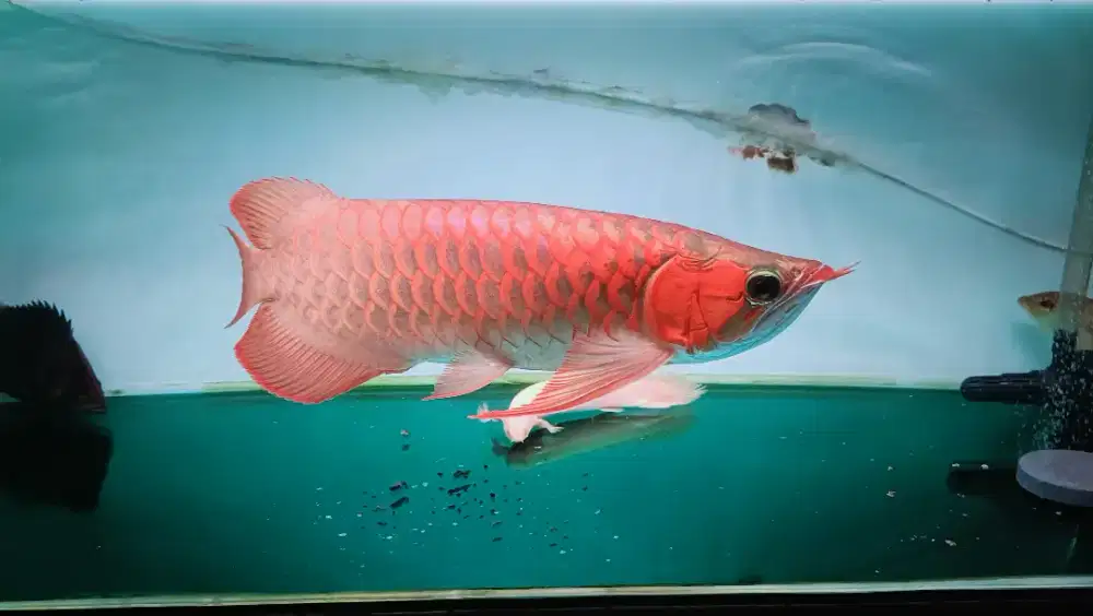 Arwana super red blue base