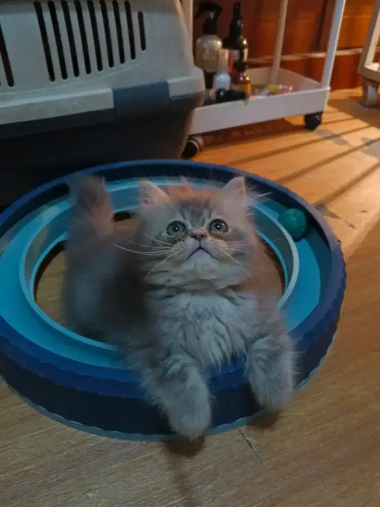 Kucing peaknose bigbone betina