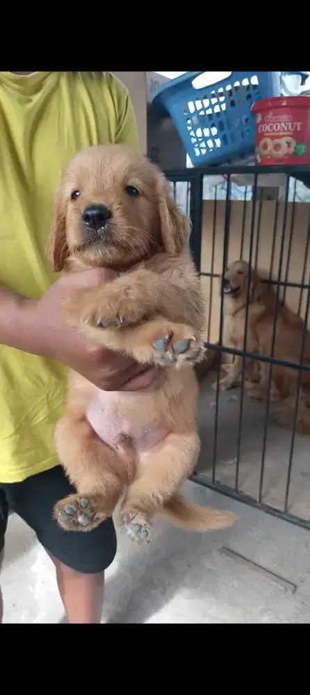 Anjing golden jantan betina non stbm