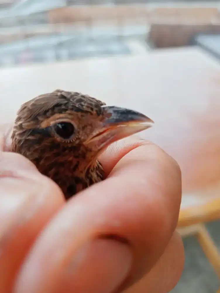 Branjangan betina java