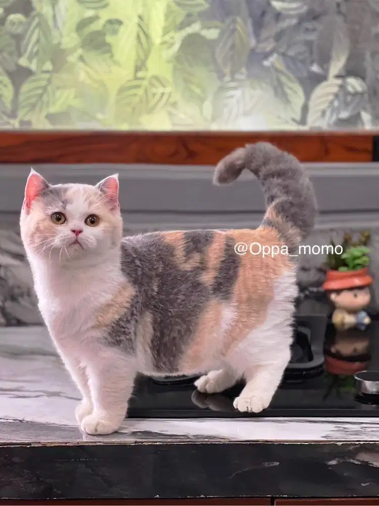 Kucing British shorthair dilute calico (BSH) betina