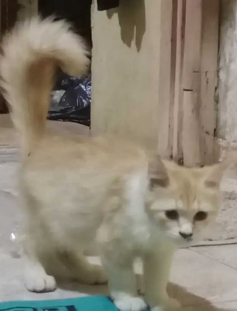 Kitten persia long hair