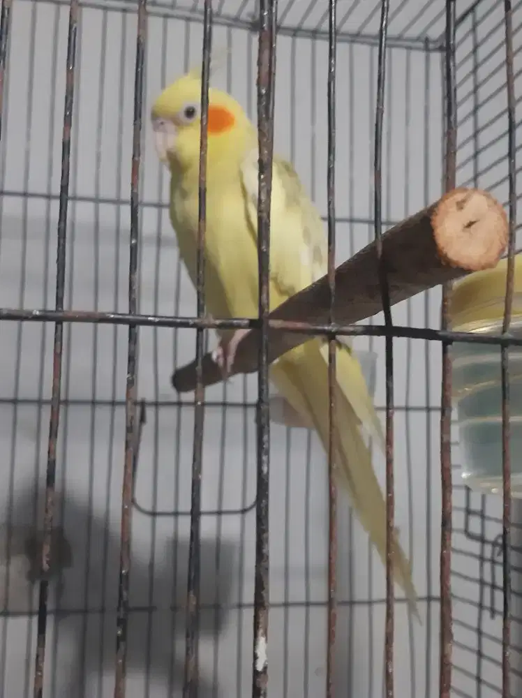 PARKIT AUSTRALIA JUAL FULSET