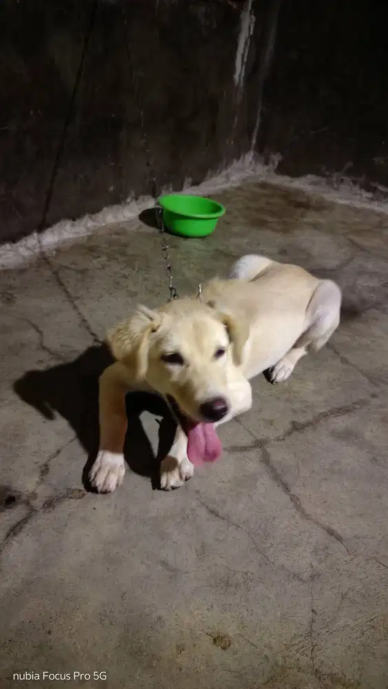 Anjing golden  putih bersih .