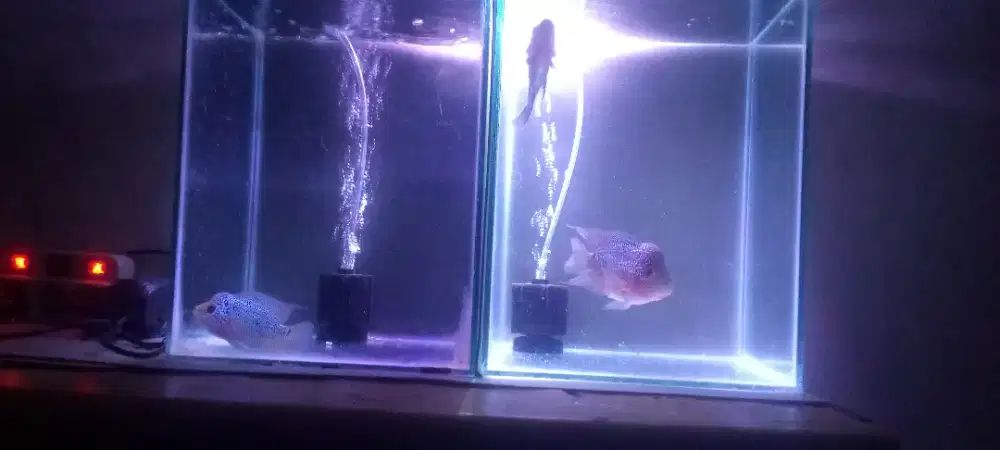 Ikan lohan 3 ekor plus 2 aquarium