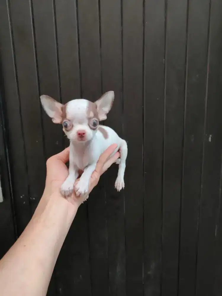 Mini Chihuahua jantan cakep