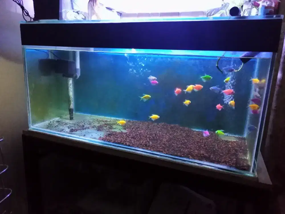 Dijual 1 aquarium+ meja