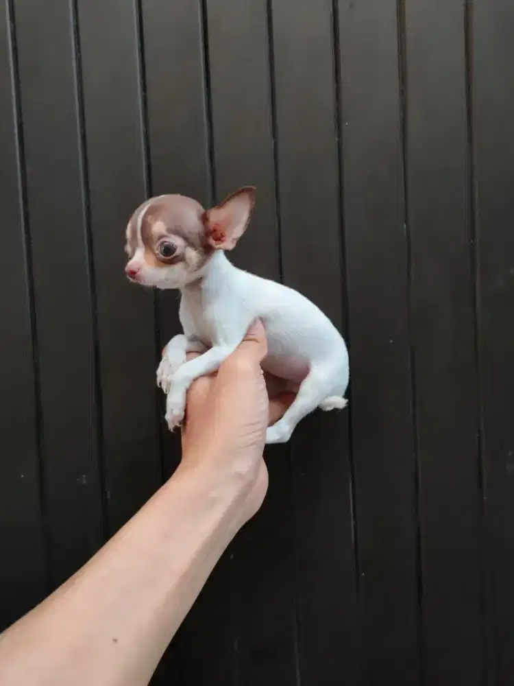 Mini Teacup Chihuahua betina cantik