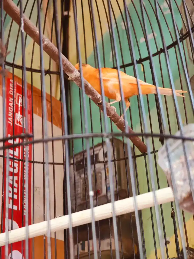 Kenari merlok paud ngeriwik