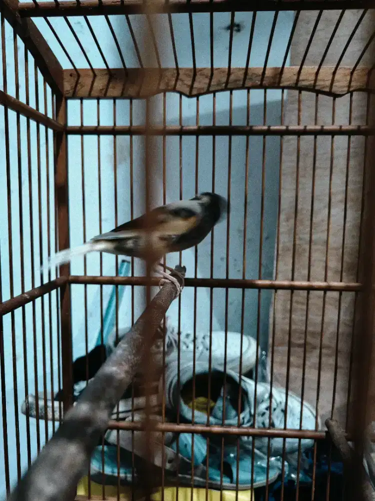 Kenari AFS bon orange ngriwik