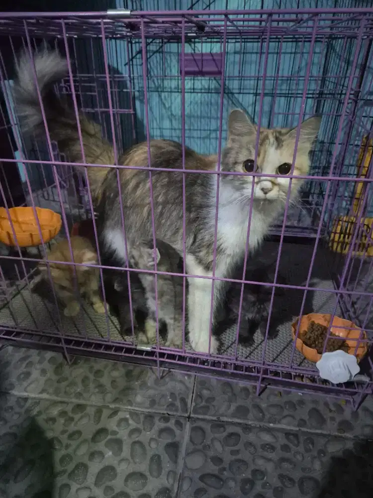 Open adopt persia usia 13 bulan plus 5 anak mixdom bonus kandang