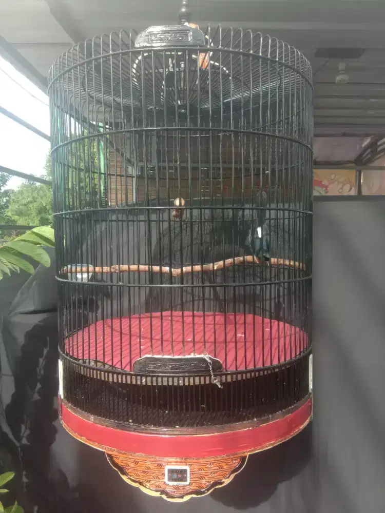 Muray medan fullsett