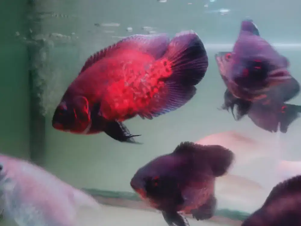 Ikan oscar red tembaga