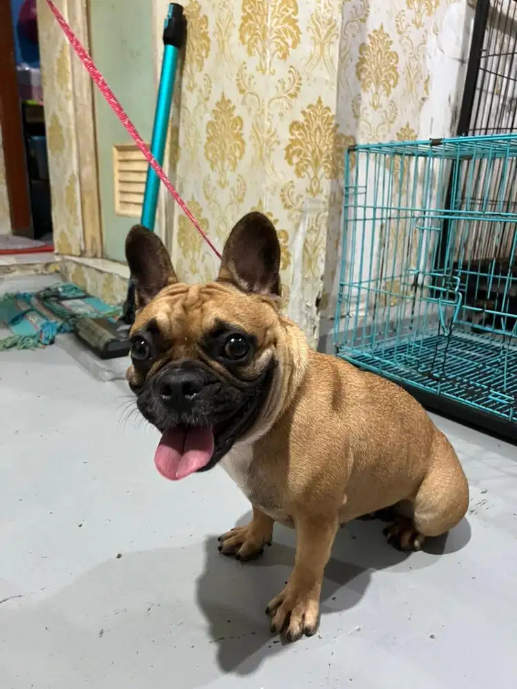 Anjing French bulldog