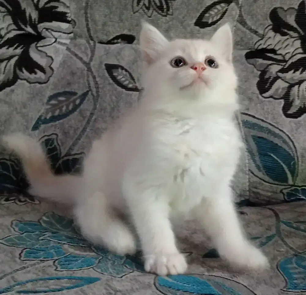 Persia kitten creamy white