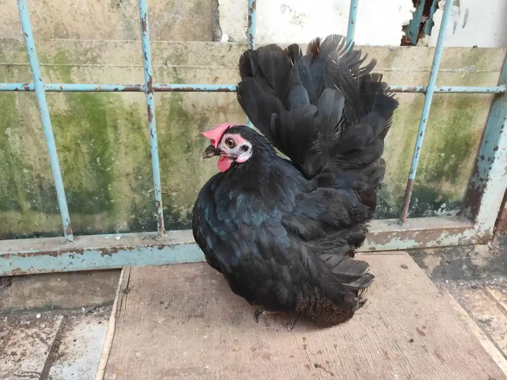 Ayam Kate Asli Super Ceper Ngesot Indukan