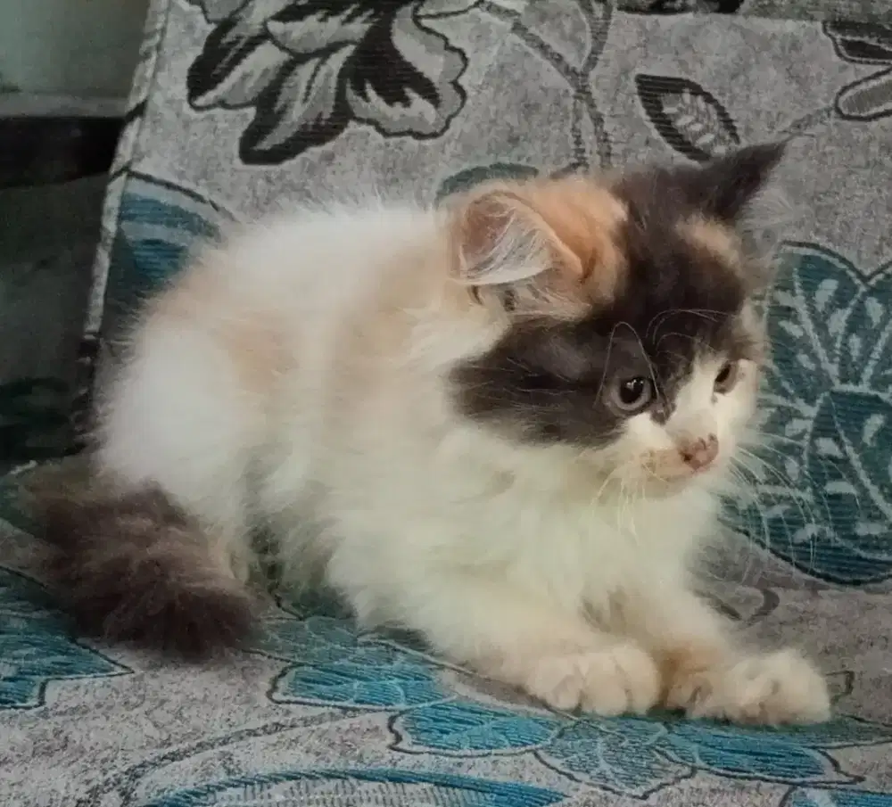 Persia kitten calico