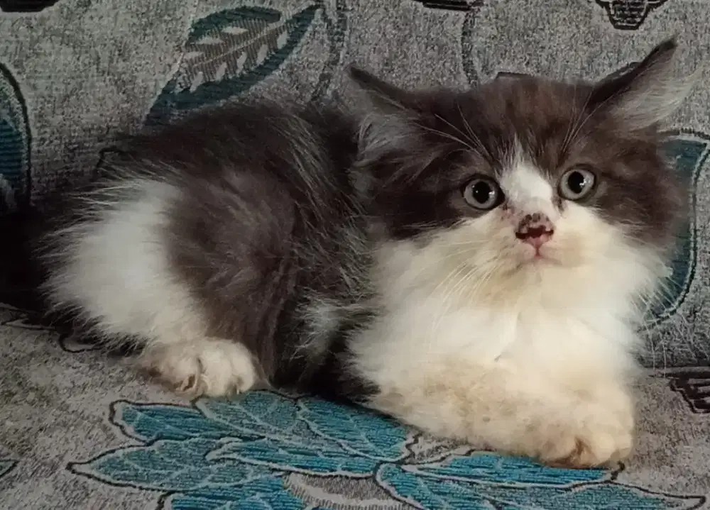 Persia kitten black n white