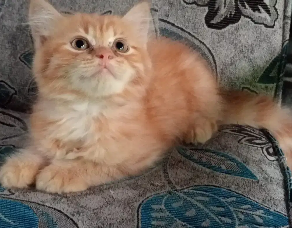 Persia kitten oyen