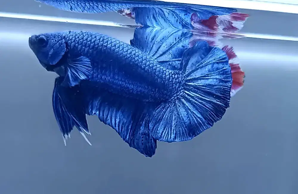 ikan cupang giant royale blue