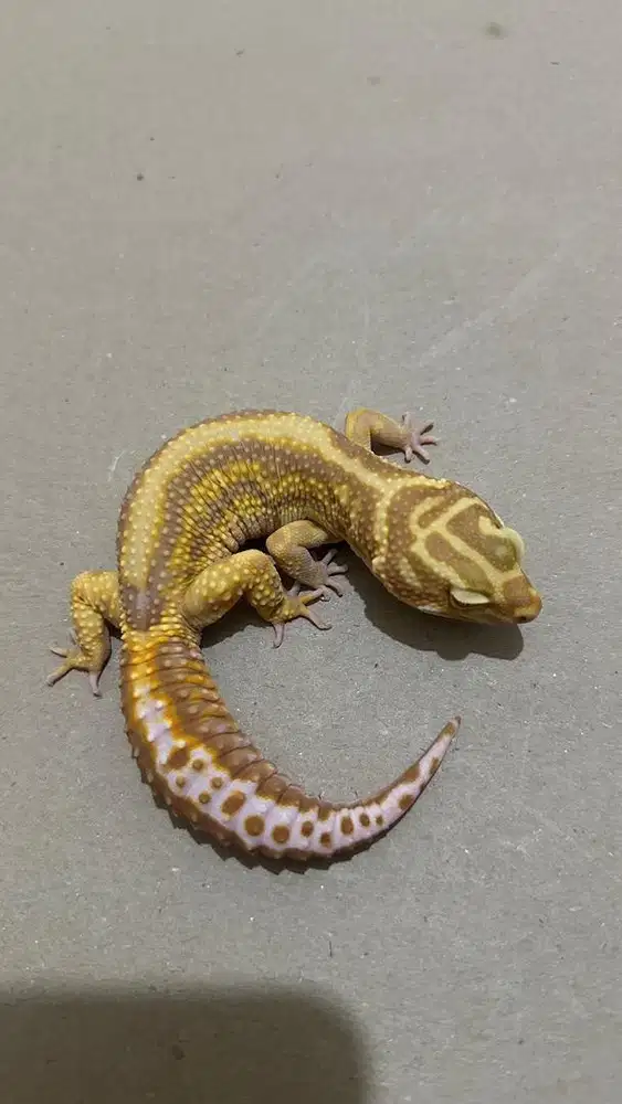 Gecko Tremper Bold Stripe Jantan