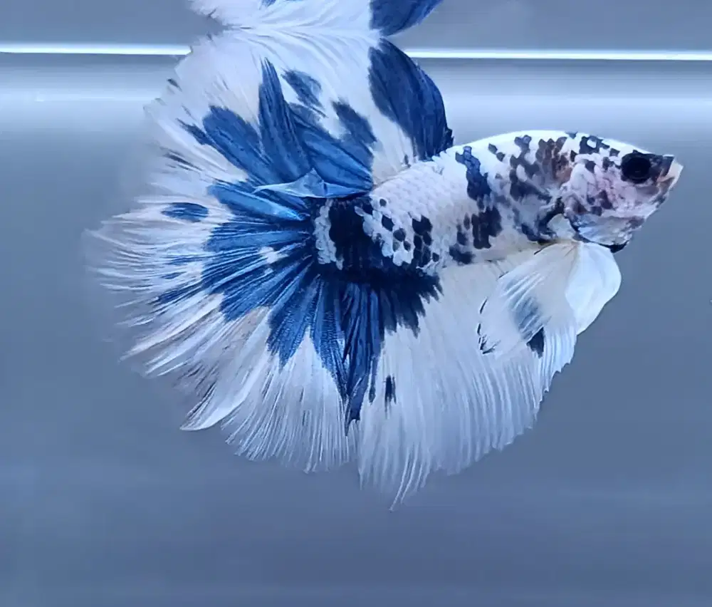 ikan cupang halfmoon dot dot