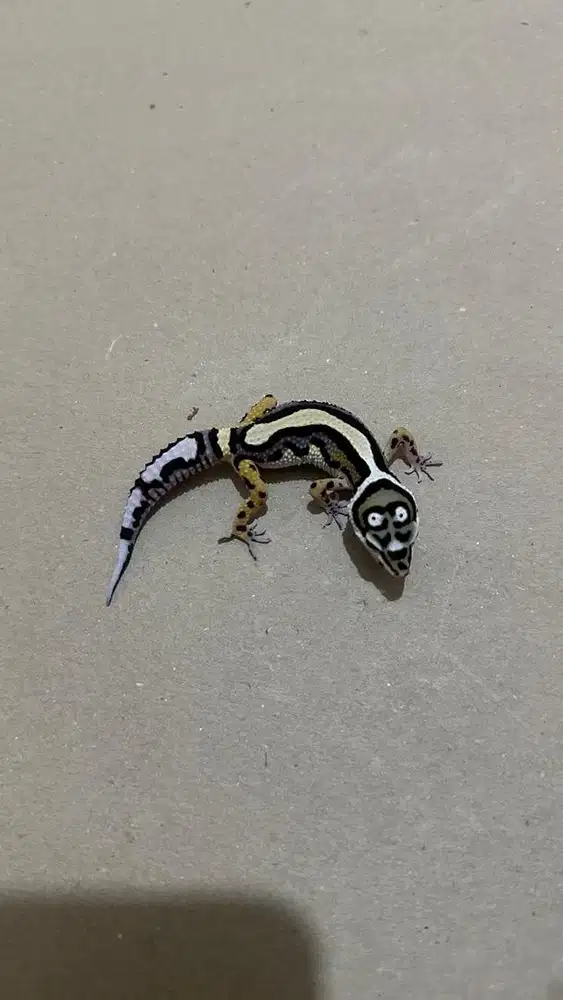 GECKO BOLD STRIPE PH T JANTAN