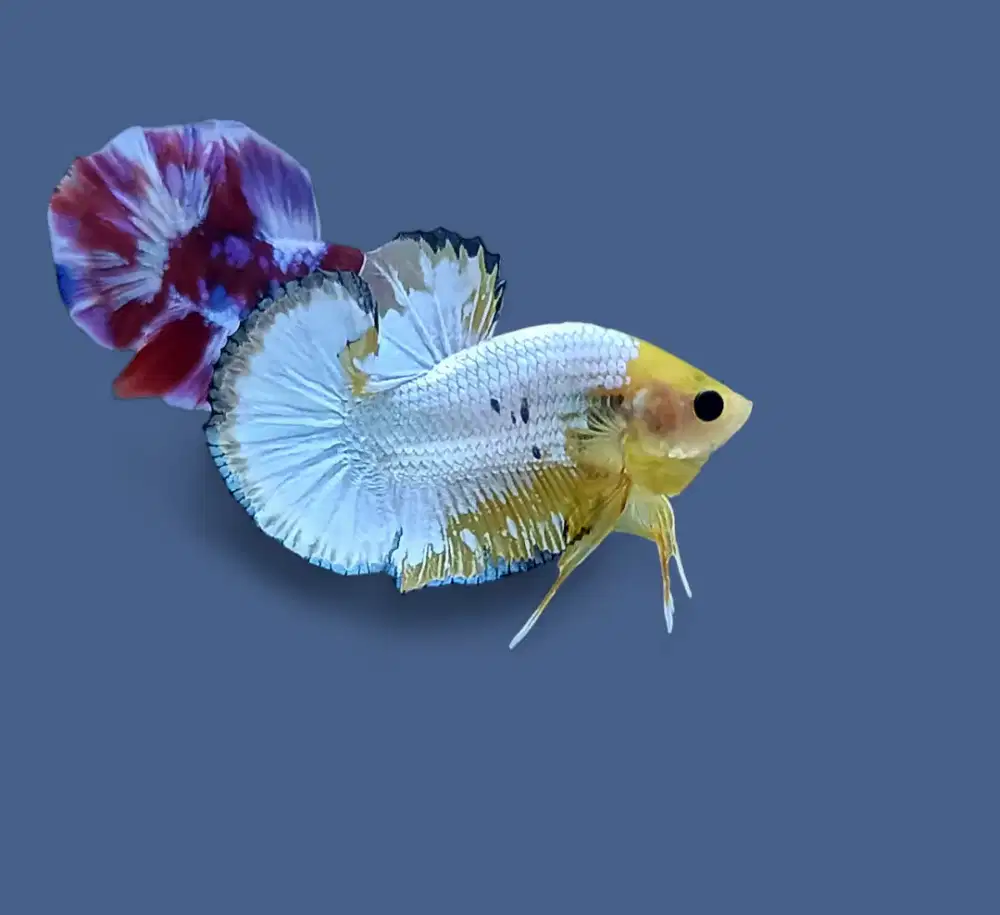 ikan cupang yellow fccp