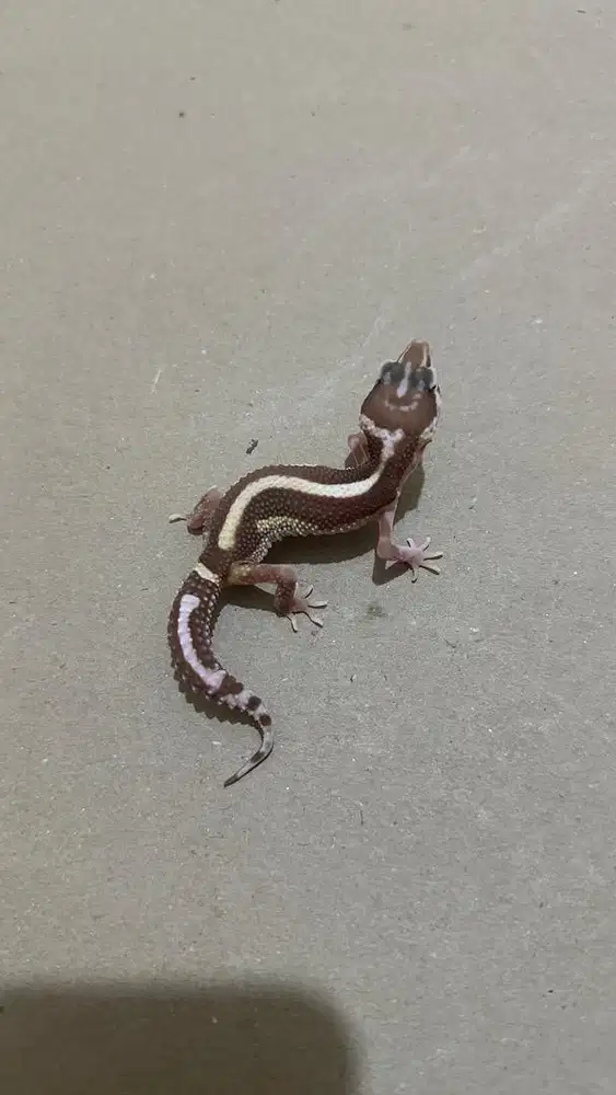 GECKO TREMPER BOLD STRIPE BETINA