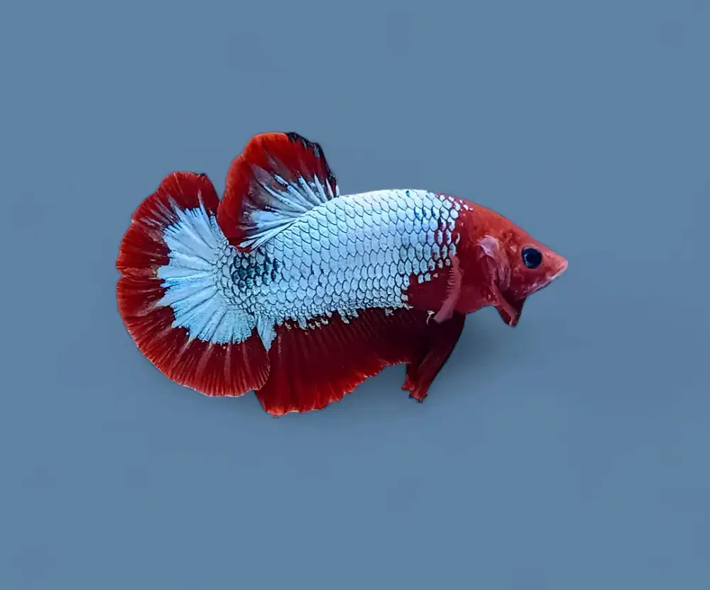 ikan cupang red fccp