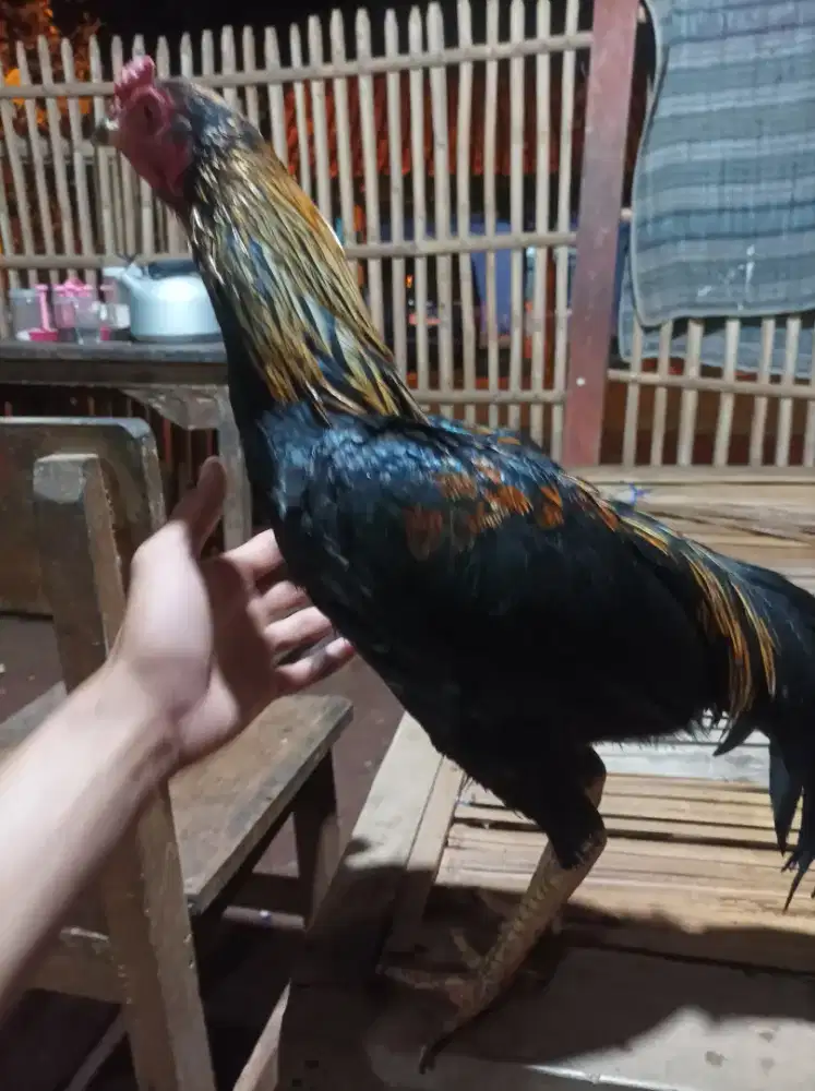 Ayam kampung kali ada yg minat